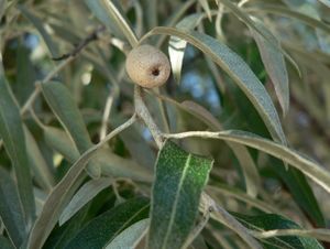 Hlošina úzkolistá (Elaeagnus angustifolia)