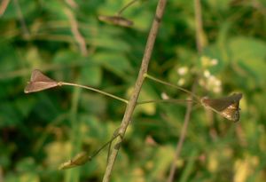 Kokoška pastuší tobolka (Capsella bursa - pastoris (L.) Med.)