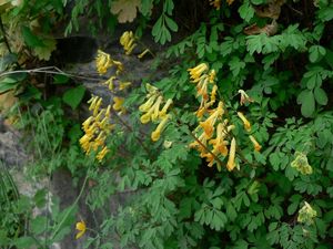 Dymnivka žlutá (Chorydalis lutea)