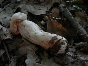 Klikni pro velký obrázek