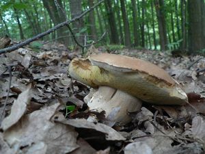 Klikni pro velký obrázek