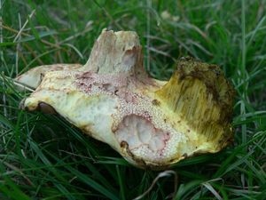 Klikni pro velký obrázek