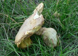 Klikni pro velký obrázek