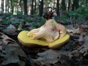 Klikni pro velký obrázek