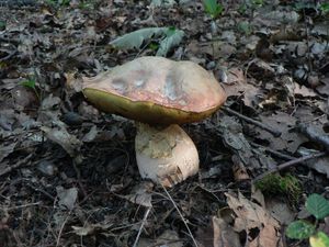 Klikni pro velký obrázek