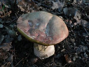 Klikni pro velký obrázek