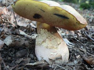 Klikni pro velký obrázek