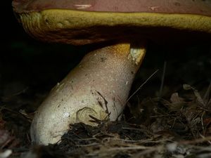 Klikni pro velký obrázek