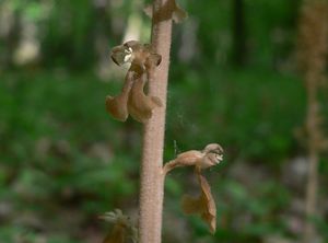 Hlístník hnízdák (Neottia nidus-avis)