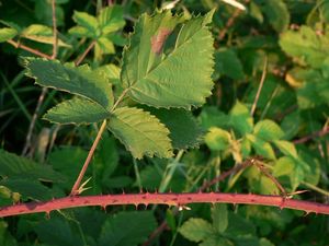 Ostružiník obecný (Rubus fruticosus)