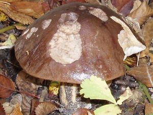 Klikni pro velký obrázek