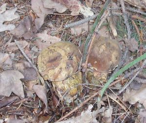 Klikni pro velký obrázek