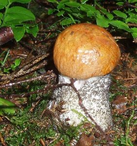 Klikni pro velký obrázek