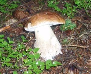 Klikni pro velký obrázek