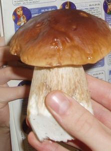 Klikni pro velký obrázek