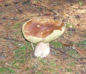 Klikni pro velký obrázek