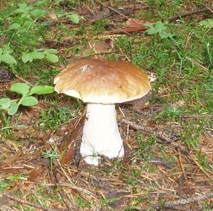 Klikni pro velký obrázek