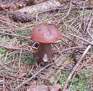 Klikni pro velký obrázek