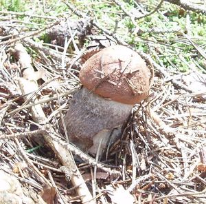 Klikni pro velký obrázek