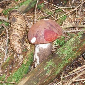 Klikni pro velký obrázek