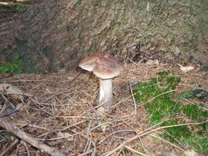 Klikni pro velký obrázek