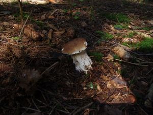 Klikni pro velký obrázek