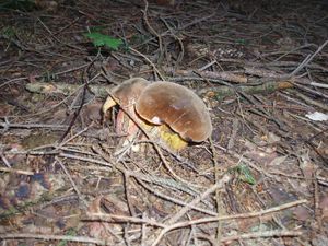 Klikni pro velký obrázek