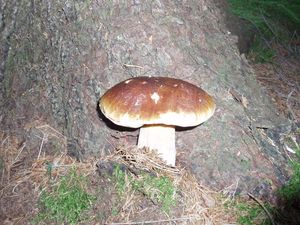 Klikni pro velký obrázek