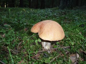 Klikni pro velký obrázek