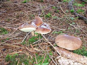 Klikni pro velký obrázek