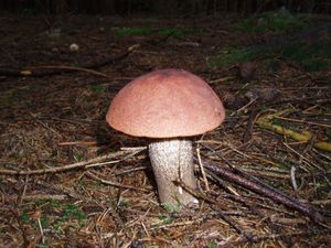 Klikni pro velký obrázek