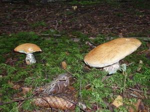 Klikni pro velký obrázek