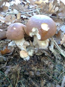 Klikni pro velký obrázek