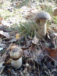 Klikni pro velký obrázek