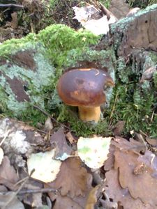 Klikni pro velký obrázek