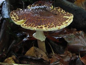 Klikni pro velký obrázek