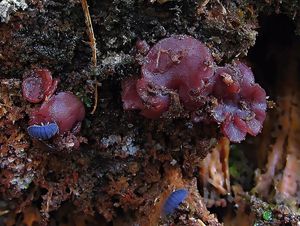 Klikni pro velký obrázek