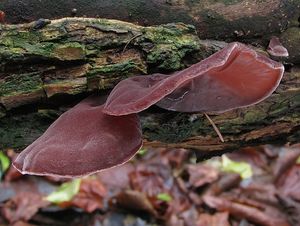 Klikni pro velký obrázek