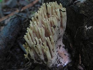 Klikni pro velký obrázek