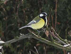 Klikni pro velký obrázek