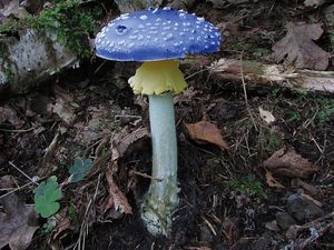 Klikni pro velký obrázek