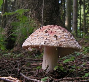 Klikni pro velký obrázek