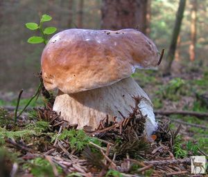 Klikni pro velký obrázek