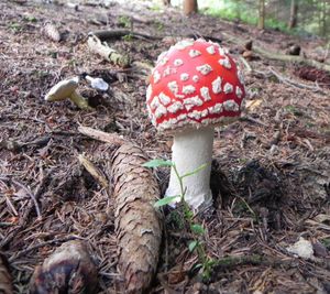 Klikni pro velký obrázek