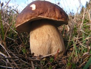 Klikni pro velký obrázek