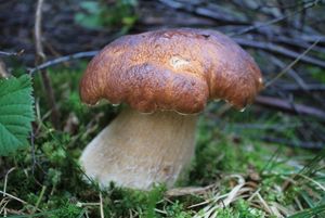 Klikni pro velký obrázek