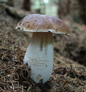 Klikni pro velký obrázek