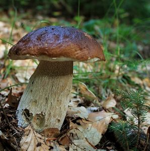 Klikni pro velký obrázek