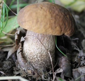 Klikni pro velký obrázek