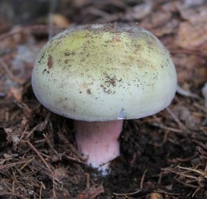 Klikni pro velký obrázek